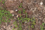 Ramping fumitory